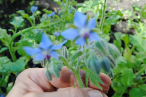 Borage - The "Heart Comforting” Herb | Herbal Academy | Every wondered about borage? If so, learn some fun ways to use it here!