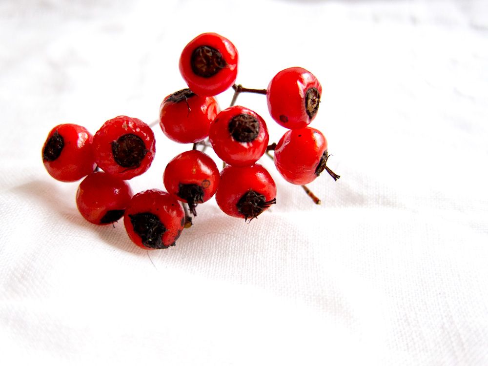 hawthorn berries