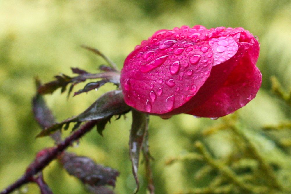 pink rose