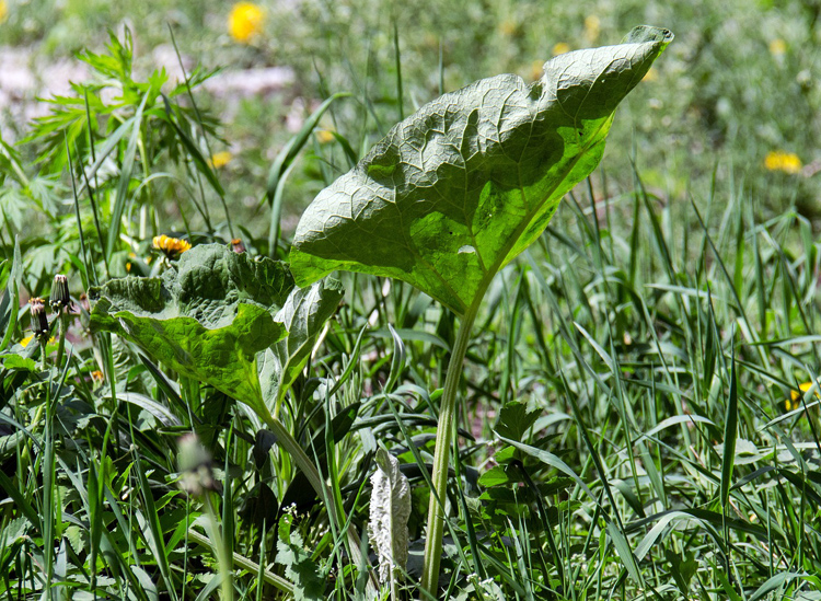 Spring Tonics - herbs for the season