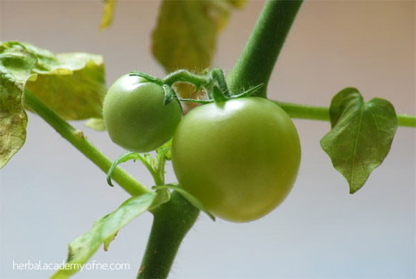growng tomato