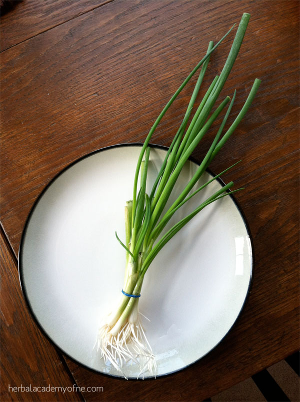 growing green onions after
