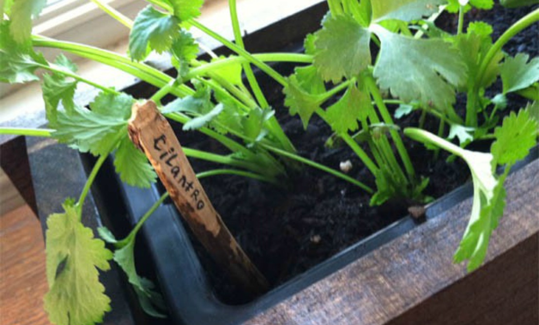 Making your own herb markers