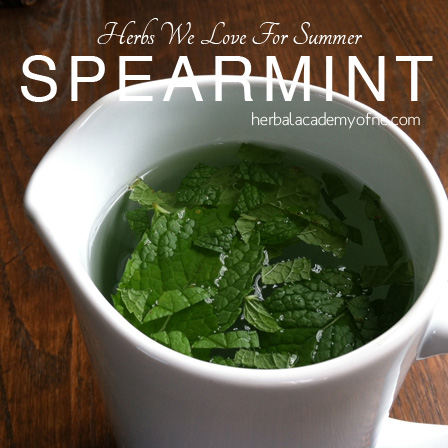 HERBS we love for summer, spearming