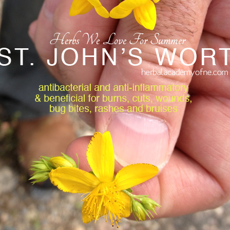 HERBS we love for summer, st johns wort