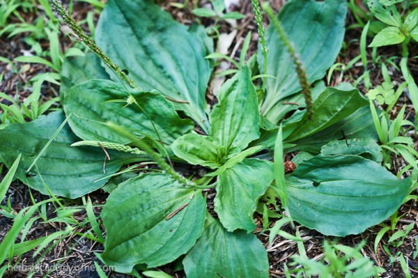 Plantain