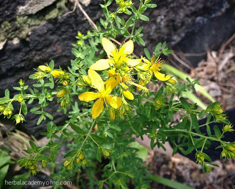 st. john's wort