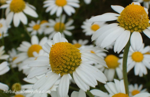 chamomile - herbs for treating anxiety