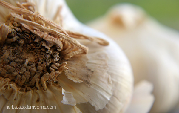 kitchen herbs for cold season-garlic