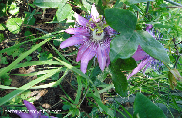 passion flower - herbs for treating anxiety