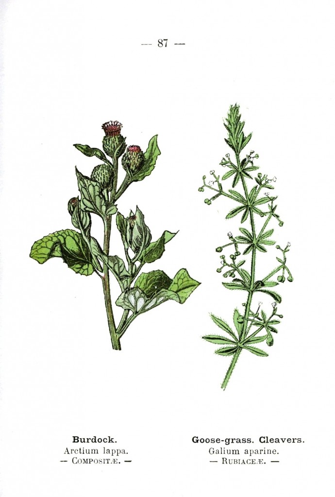 burdock herb