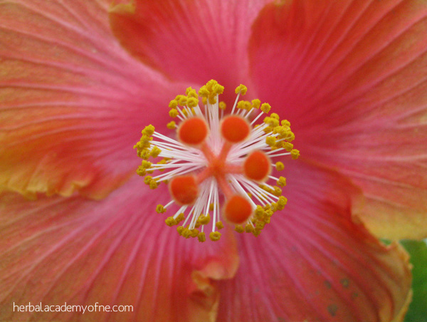 Margaret C. Ferguson Greenhouse - Lena @ Herbal Academy