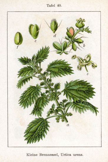 Urtica urens