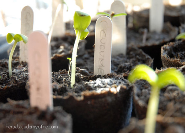 3 Secrets to Transplanting Seedlings