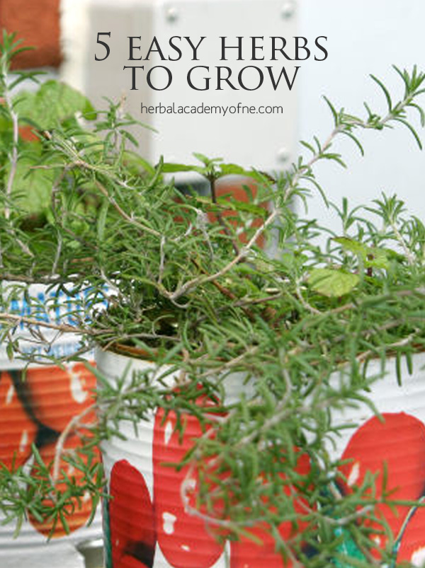 5 Easy Herbs To Grow