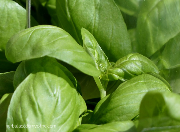5 Easy Herbs to Grow - Basil