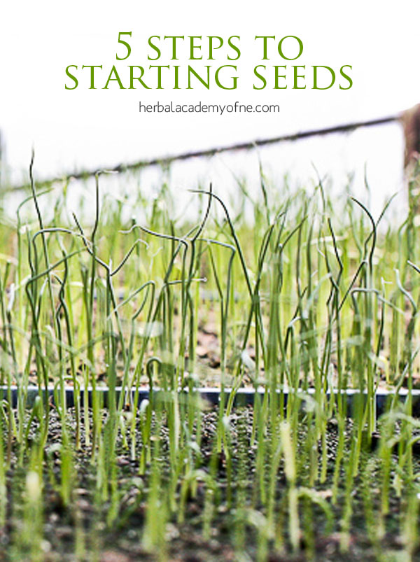 5 Steps To Starting Seeds - Growing Seedlings