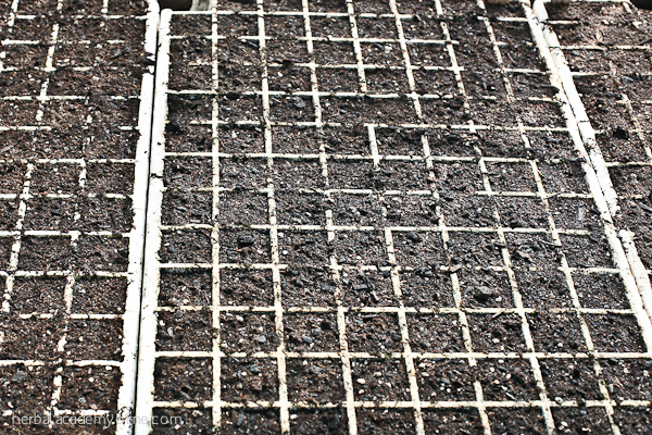 5 Steps To Starting Seeds - Growing Seedlings