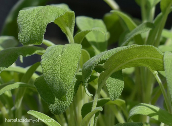 Sage - 5 Easy Herbs to Grow