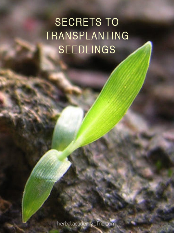 Secrets To Transplanting Seedlings