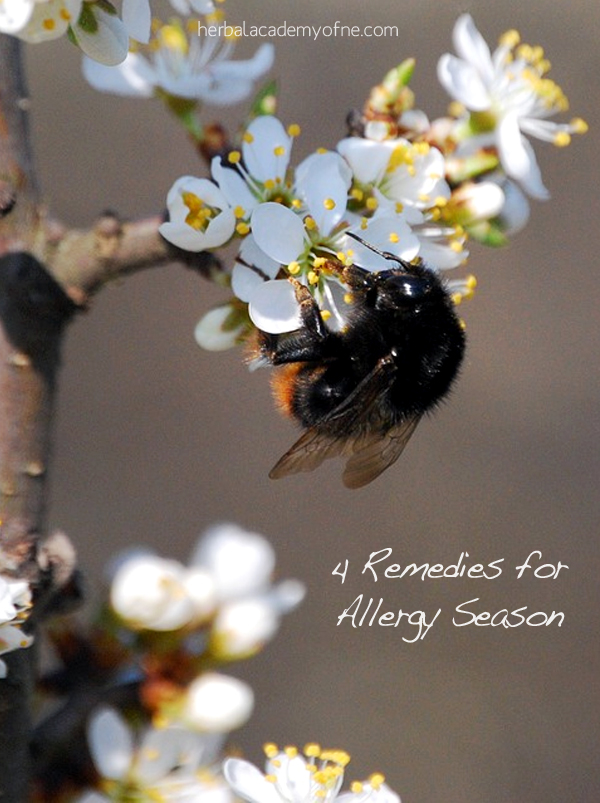 4 Natural Remedies for Allergy Season - Herbal Academy
