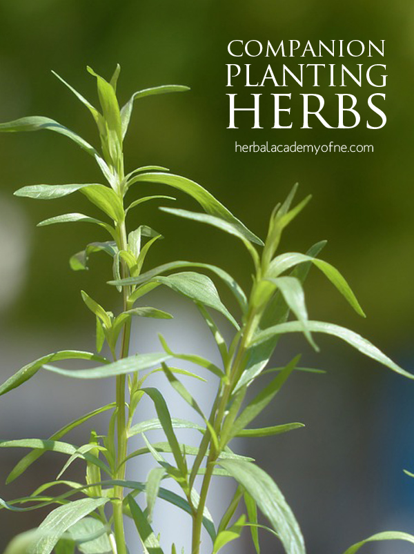 Companion Planting Herbs & Vegetables