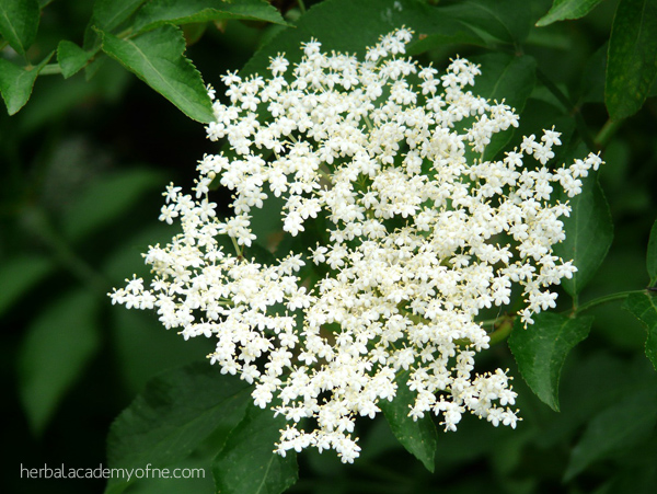 Elder Flower - Remedies for Allergy Season