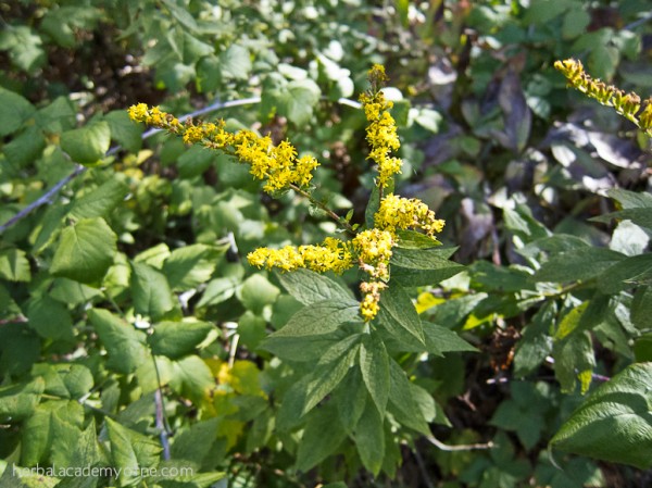 Goldenrod - remedies for allergy season
