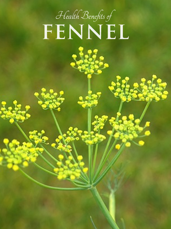 Health Benefits of Fennel - for gas relief