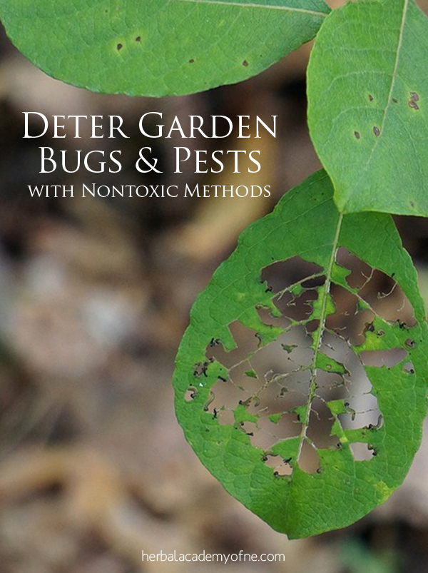Natural Methods to Deter Garden Bugs and Pests