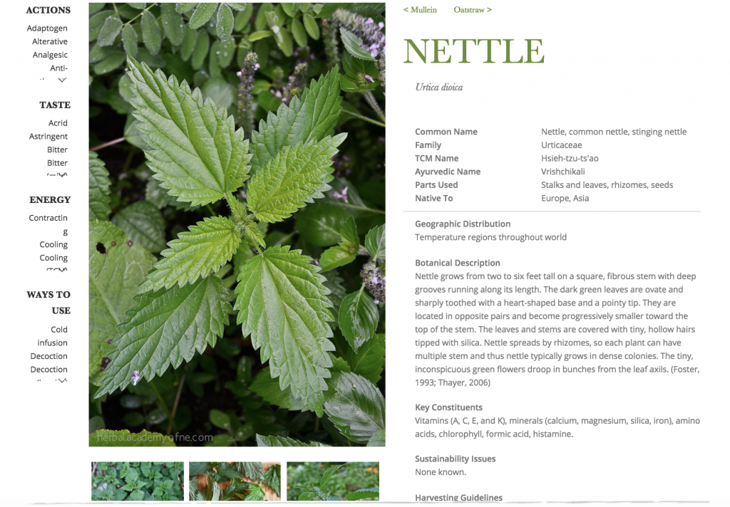 Nettle Monograph in The Herbarium