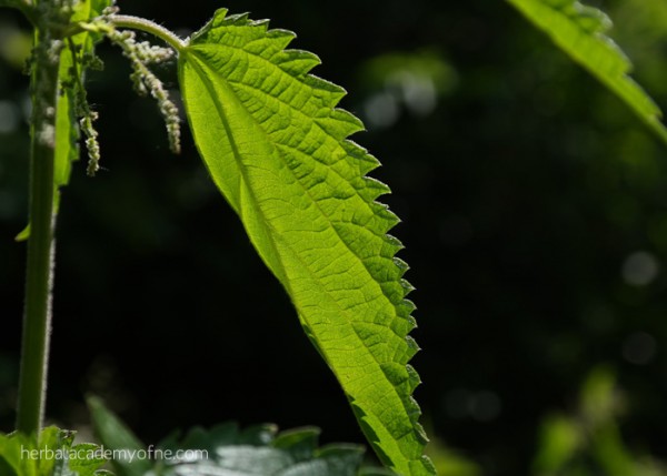 Nettles - Remedies for Allergy Season