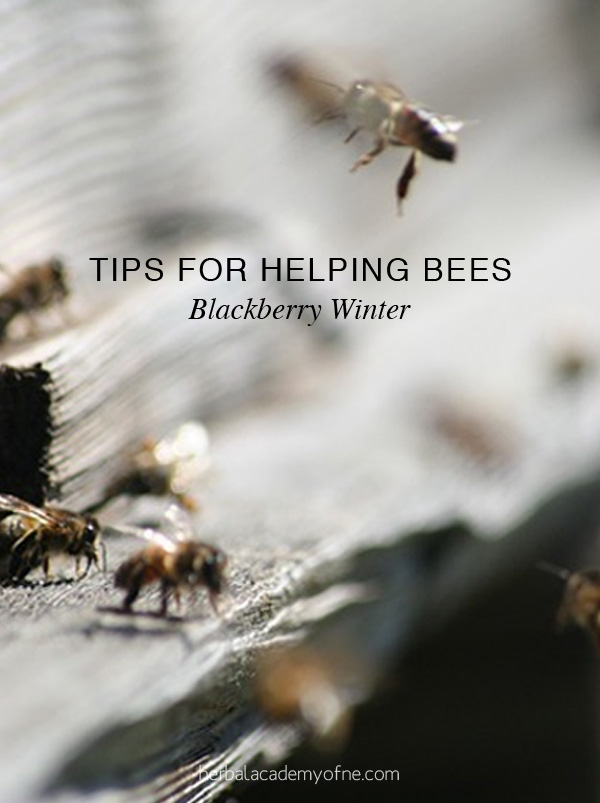 Blackberry Winter - Tips For Helping Bees | Herbal Academy | A sudden cold snap (blackberry winter) can damage flowering herbs and plants. Here are tips to ensure a continuous nectar flow for the garden and honeybees.