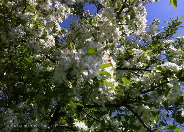 Blackberry Winter - Tips For Helping Bees | Herbal Academy | A sudden cold snap (blackberry winter) can damage flowering herbs and plants. Here are tips to ensure a continuous nectar flow for the garden and honeybees.