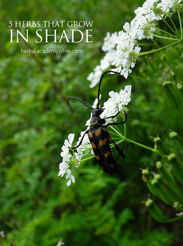 5 Herbs that grow in SHADE