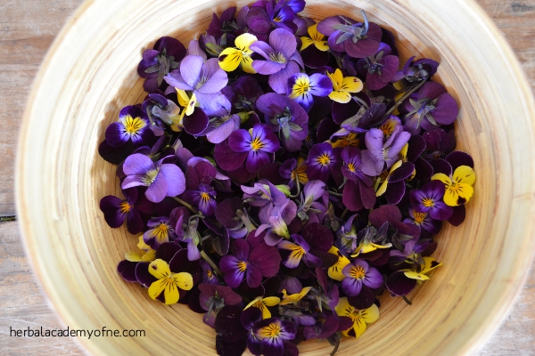 Bowl of Violet Flowers - Herbal Academy of New England