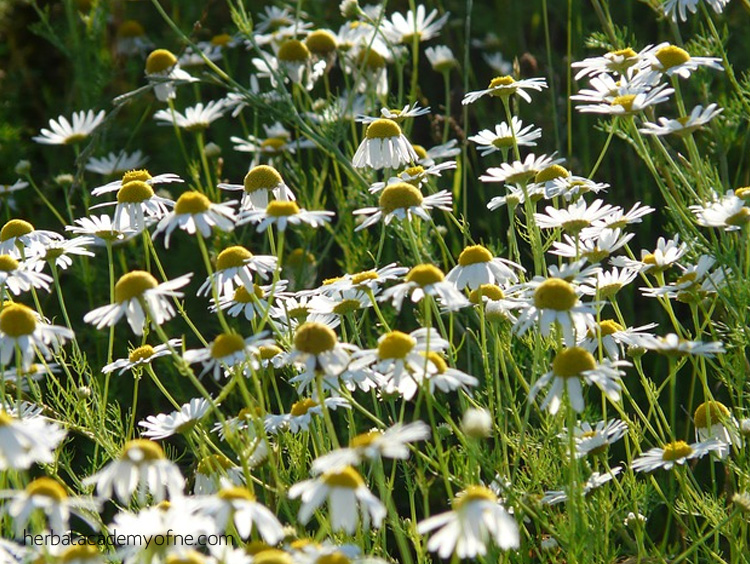 Chamomile - Herbal remedies for headache relief