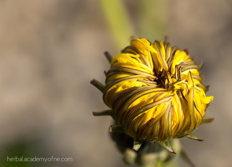 Dandelion: The Dandiest Weed of All | Herbal Academy | Visually dandelions may draw up childhood memories, but they offer many health benefits – from the flowers, to the leaves, and right down to the root.