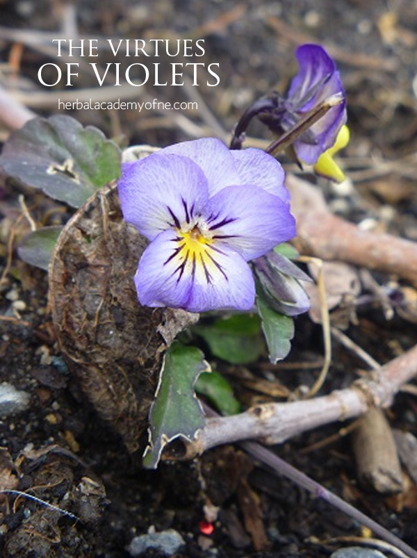 Health Benefits of Violets - Herbal Academy of New England