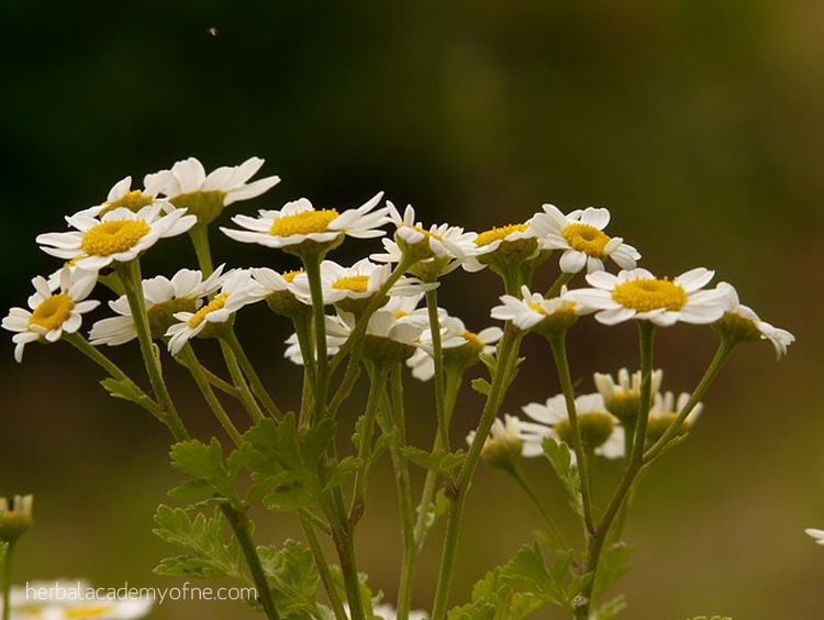 Herbal Remedies for Headaches -Feverfew