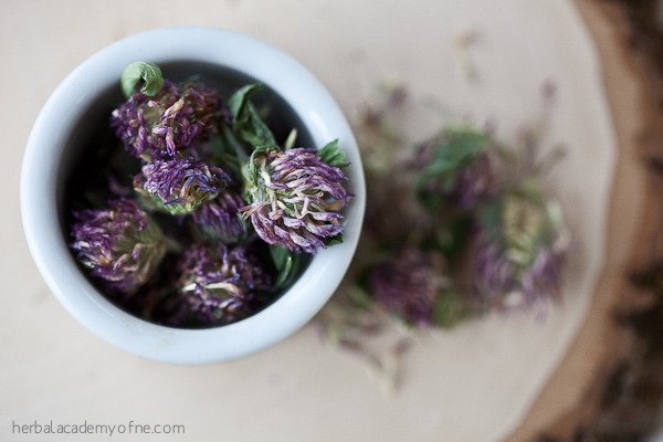 Red Clover Tea Recipe