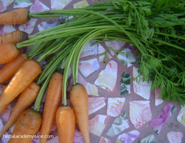 Late-Gardening-Root-Vegetables-Herbal-Academy-of-New-England