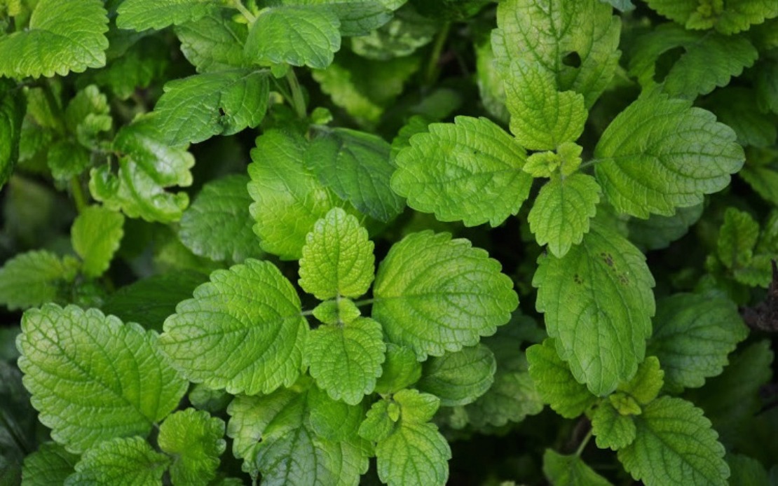 5 Herbs That Grow In Shade