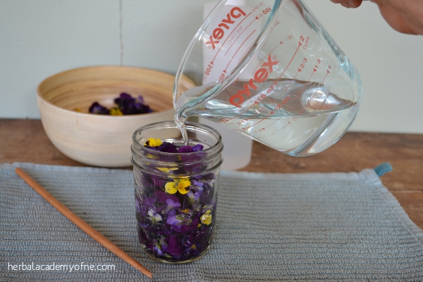 Making a Violet Tincture - Herbal Academy of New England
