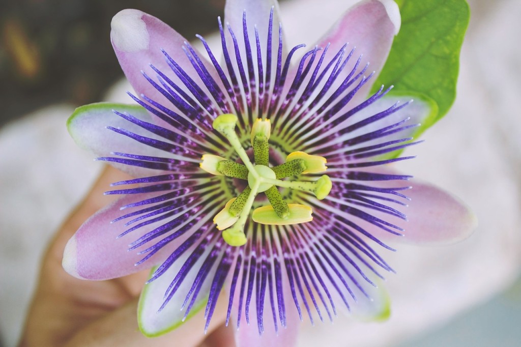 Passion Flower for Headache Relief pd
