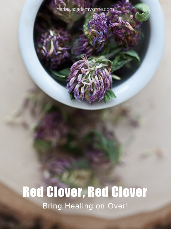 Red Clover, Red Clover…Bring Healing on over! - Herbal Academy of New England