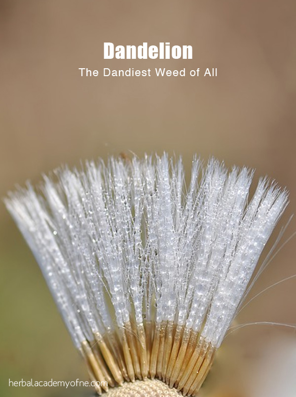 Dandelion: The Dandiest Weed of All | Herbal Academy | Visually dandelions may draw up childhood memories, but they offer many health benefits – from the flowers, to the leaves, and right down to the root.