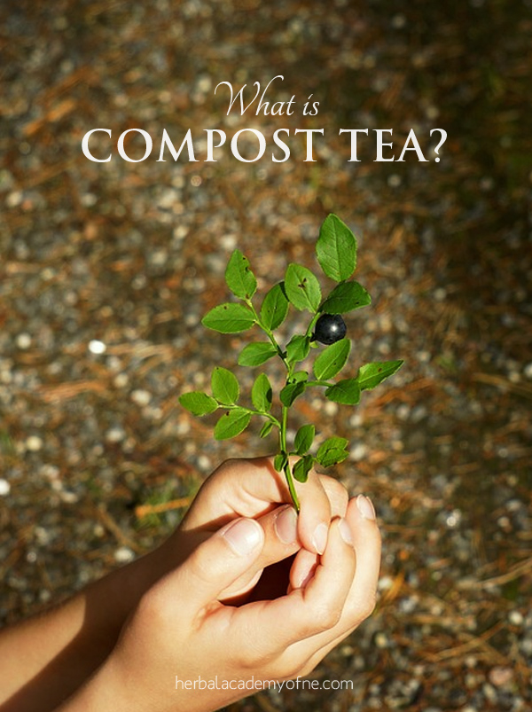 What is Compost Tea - Plants Drink Tea Too