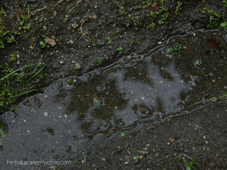 What is Compost Tea- how to use it for gardening