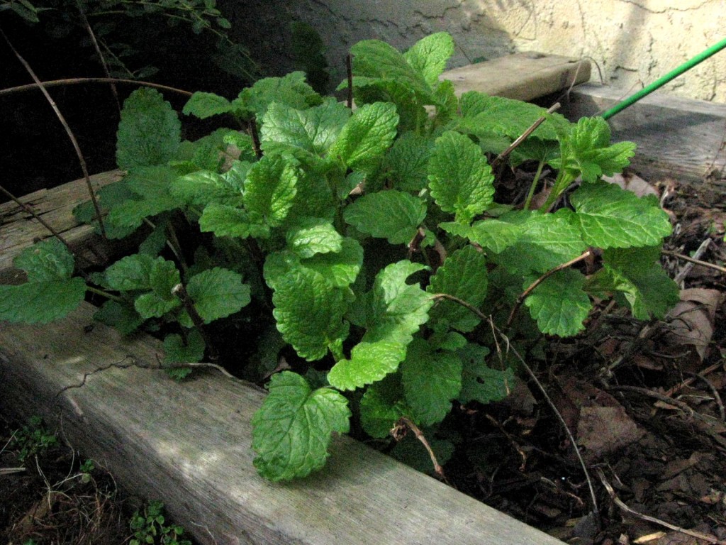 Young Lemon Balm for Headache Relief - Herbal Academy of New England